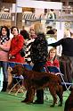 Crufts2010 988